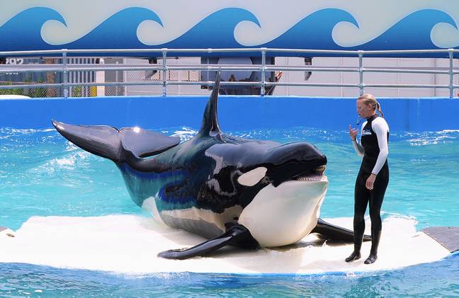 Captured in 1970, Lolita has spent the past five decades performing at the Miami Seaquarium. Credit: Paul Hennessy / Alamy Stock Photo/ 