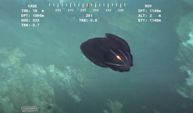 Many YouTubers said it may have been a comb jelly. Credit: YouTube/CaptainJRD