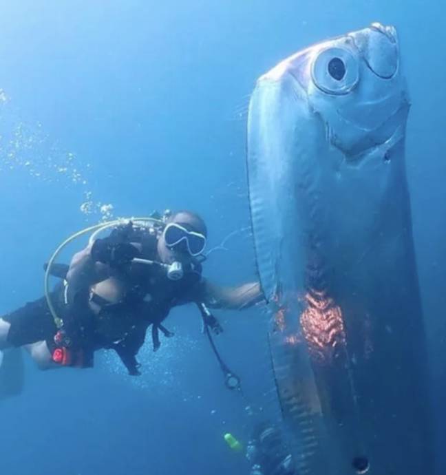 People warned about 'Doomsday Fish' after diver spots one off coast of ...