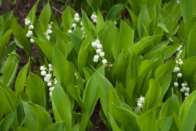 The lily of the valley may look beautiful but every part of the plant from flower to leaves is poisonous. Credit: Wilfried Wirth / Alamy Stock Photo