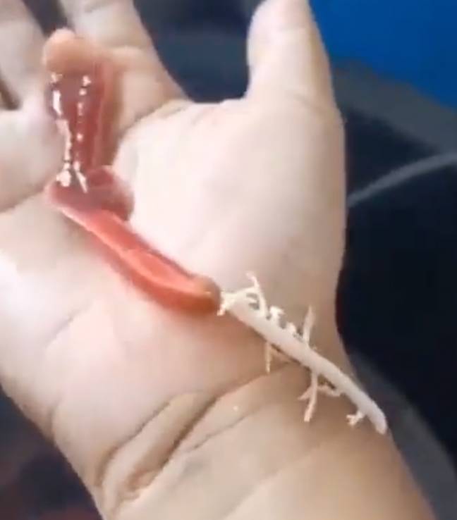 Fancy letting this sort of business go down on your own arm. Credit: Twitter/@ChannelInteres