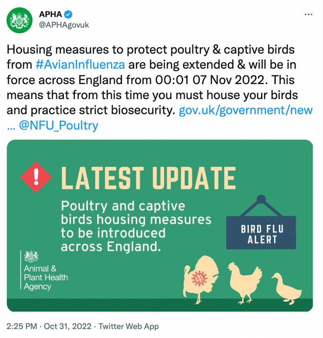 Britain facing Christmas turkey shortage