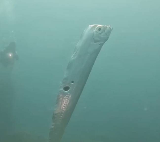 Cheng Fish Divers in Taiwan capture rare 6-foot fish riddled with holes sparking ...