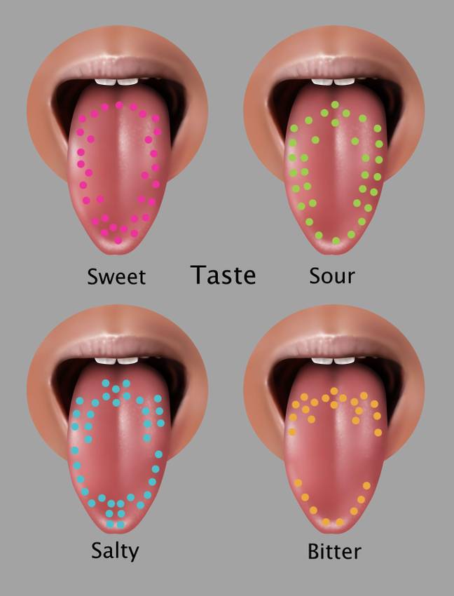 The tongue map theory dates back to the 1940s. Credit: Science History Images / Alamy Stock Photo