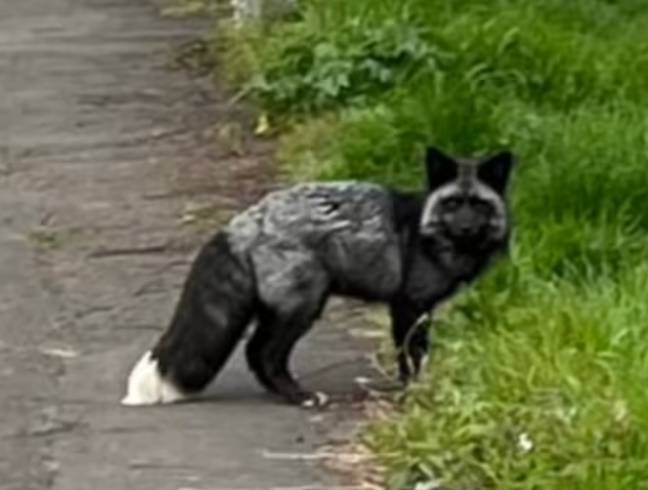 The fox was seen in south Wales. Credit: Nik Venn