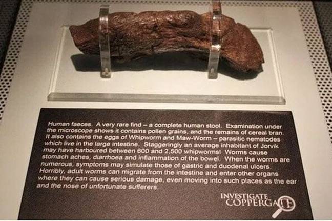 As you can see, it's a very interesting specimen. Credit: Jorvik Viking Centre