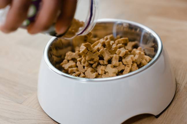 A university student said he eats dog food to save money. Credit: Pexels