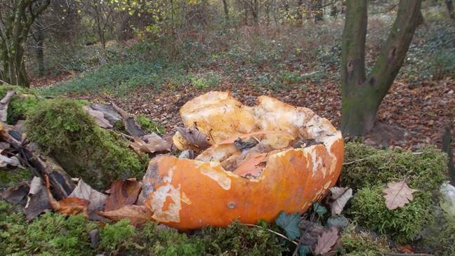 People are being warned not to dump their pumpkins in woodland areas after Halloween. Credit: B31 Voices/ Twitter