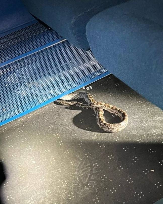 The snake was found by cleaners on the Southern Railway train. Credit: Micham Zoo/Facebook 