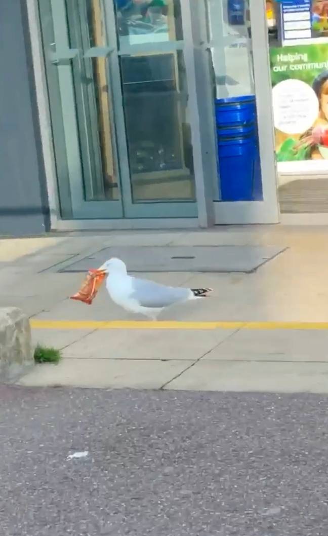 The pesky seagull has since been named Steven. Credit: Liam Brown/ Bournemouth News