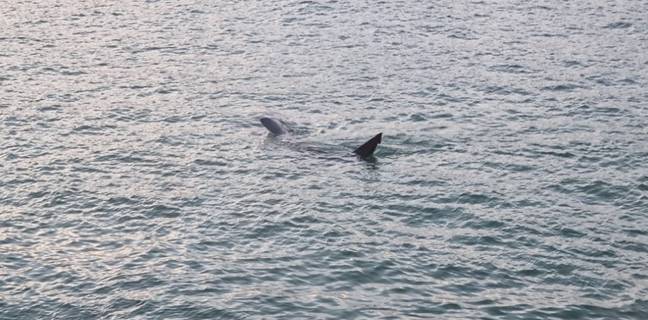 Olga and her family spotted a shark in the St Ives harbour. Credit: SWNS