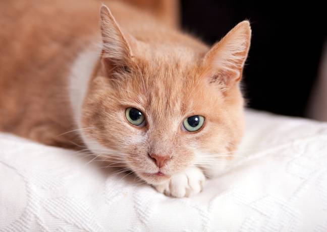 Con mèo.  Có thể là một con mèo mà bạn có thể chơi cùng, nhưng cũng có thể không.  Tín dụng: Andrew Fox / Alamy 