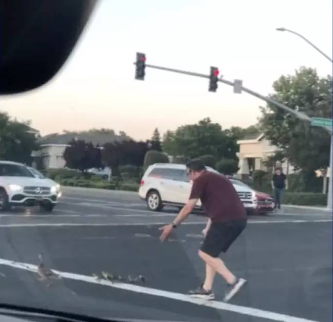 Casey Rivara was seen helping a family of ducks across the busy road. Credit: KCRA/NBC