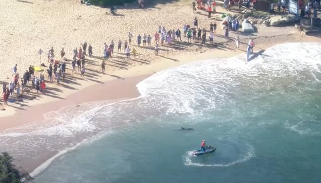 Hundreds of people were on the beach at the time. Credit: Channel 7