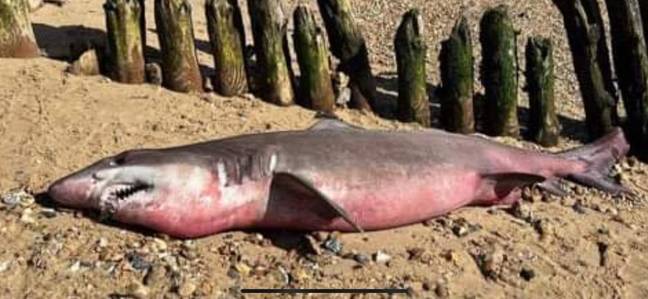 It's not exactly clear which type of shark it was. Credit: Facebook/British Big Game Fishing