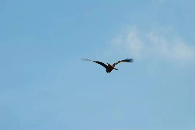 Here's the photo that Paul Squires took. Credit: Kennedy News and Media/Paul Squires