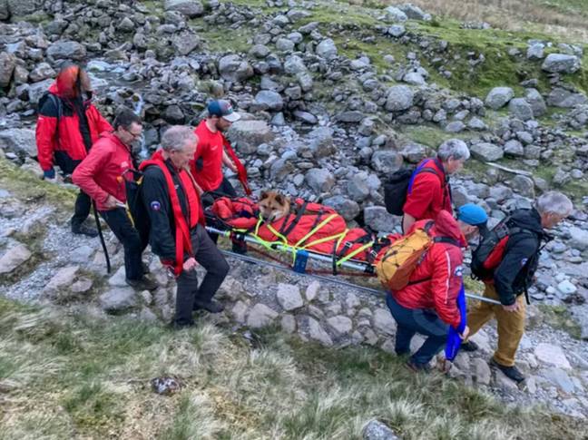 13 volunteers helped to rescue Rocky from Scafell Pike. Credit: Keswick Mountain Rescue Team