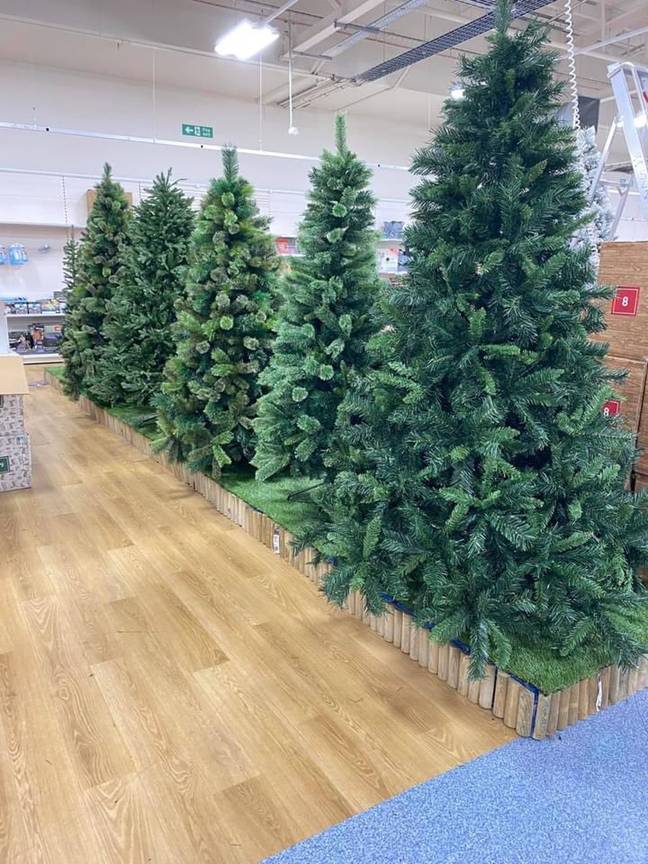 Yep, that's Christmas trees on sale in August (Credit: Triangle News)