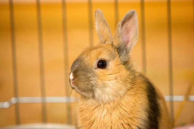 People must keep a close eye on their rabbits' fur. Credit: Alamy.