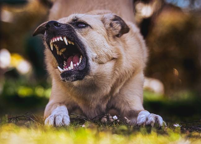 Dog attacks are on the rise in the UK. Credit: Pixabay
