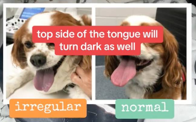 Sutton pointed out that her dogs tongue had turned slightly purple. Credit: TikTok/@suttonloves