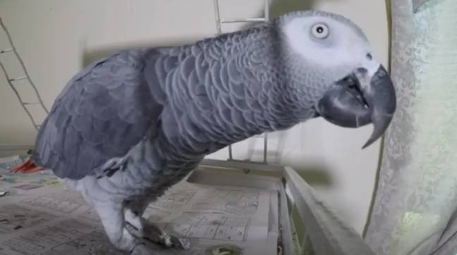 The parrot was almost used as evidence in the murder trial. Credit: WOOD TV8/ABC