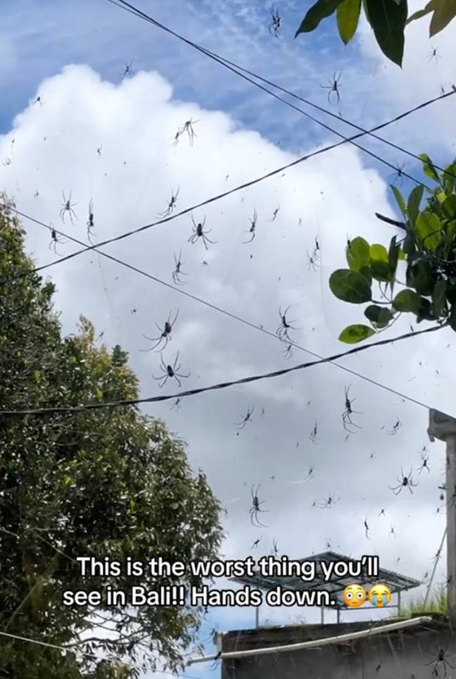 SPIDERS. EVERYWHERE. Credit: LADbible