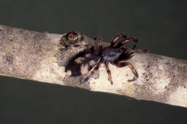White-tailed spider bites are usually believed to be harmless. Credit: Selfwood / Alamy Stock Photo
