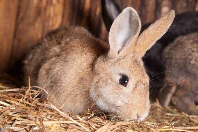 Owners should contact a vet if their rabbit is showing signs of heatstroke. Credit: Alamy.