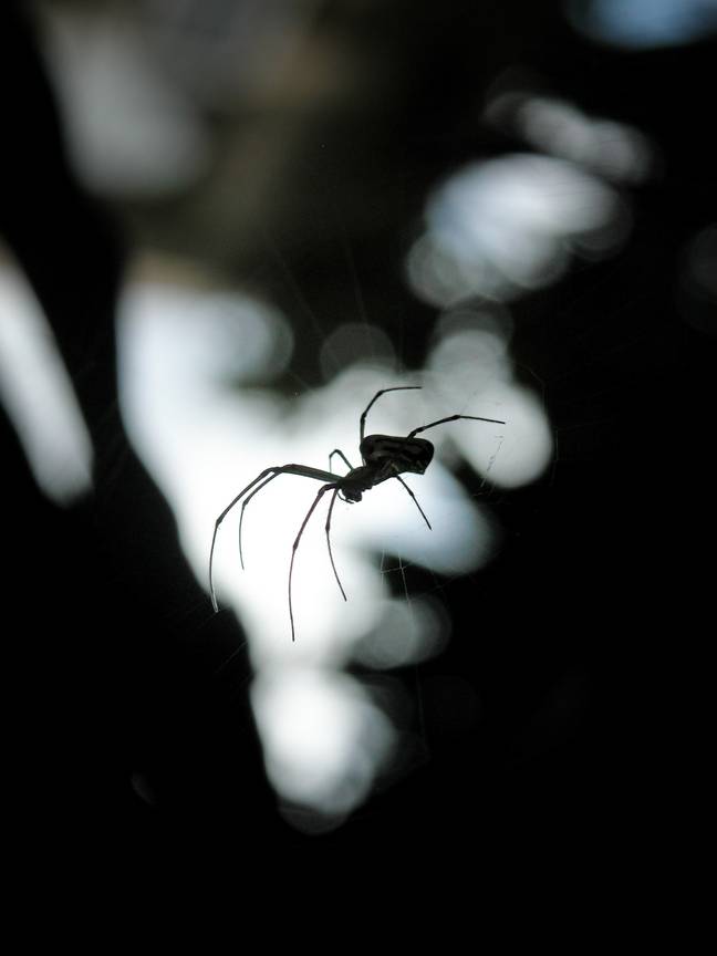 Spiders can actually be pretty useful in the house. Credit: Pixabay / Pexels