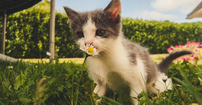 Cats need to be protected as temperatures are predicted to soar in the coming weeks.(Credit: Pexels)