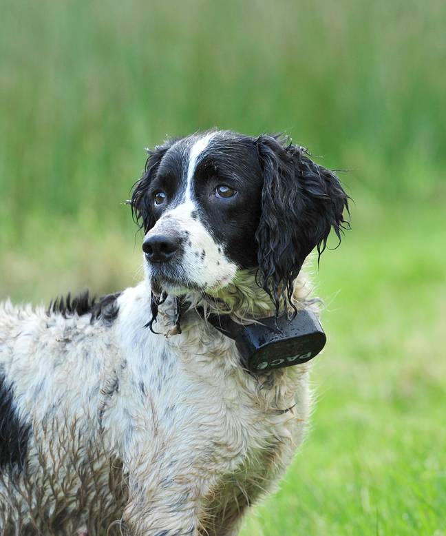 The collars have already been banned in Wales for 13 years. Farlap/Alamy Stock Photo