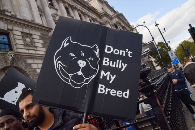 Protests have been held against the XL bully ban. Credit: Vuk Valcic/SOPA Images/LightRocket via Getty Images