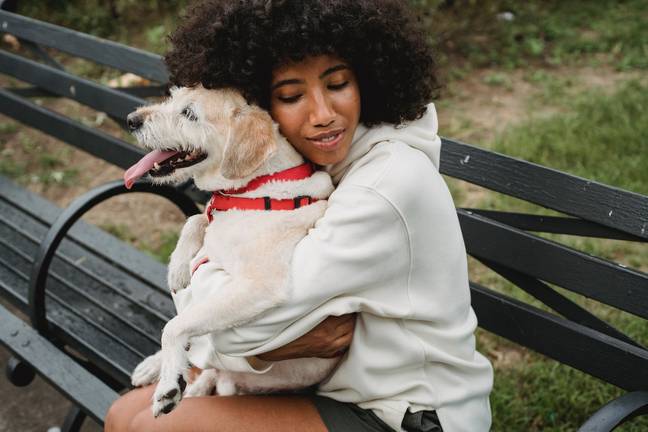 A psychologist has shared a warning about hugging dogs. Credit: Pexels
