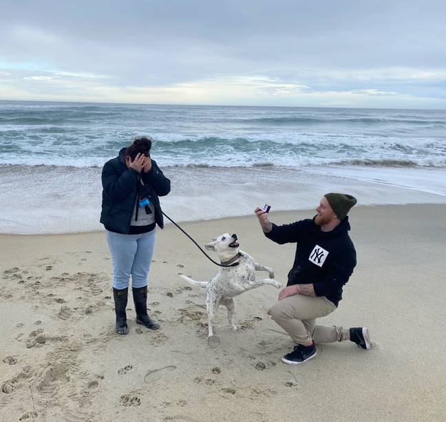 Breeze the dog was quick to accept the proposal. Credit: Kennedy News and Media 