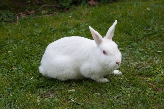 Rabbits need large enclosures with plenty of enrichment. Credit: Alamy / Thitimon Toyai 
