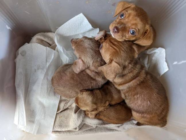 The puppies were found abandoned in south London. Credit: RSPCA