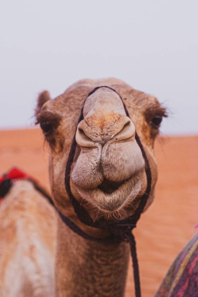 Camel breeders have been known to inject their animals with Botox to make them look more beautiful. (Credit: Unsplash)