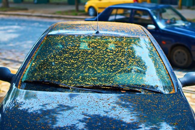 New laws mean that windows and windshields MUST be kept clean and clear (Credit: Alamy)