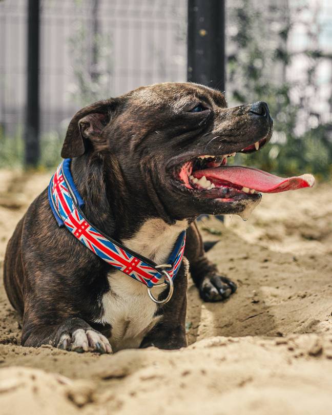 “90 percent of all dog bites I have seen were from bully breeds”.  Credit: Alexander Belov on Unsplash
