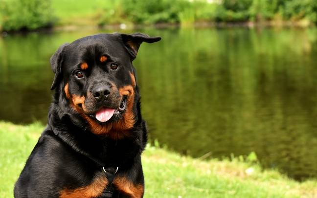 The mum indicated the Rottweiler was good with children. Credit: Alexas_Fotos/Pixabay