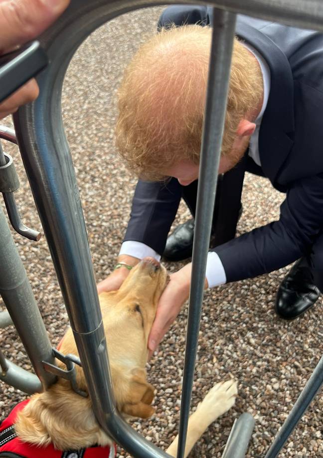 Prince Harry was 'comforted' by a sweet Labrador pup. Credit: Twitter/@sarahgracie