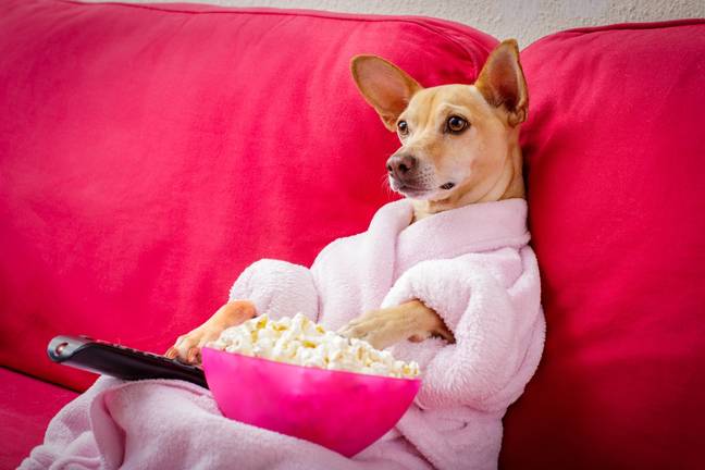 A TV channel for dogs is launching in the UK (Credit: Shutterstock)
