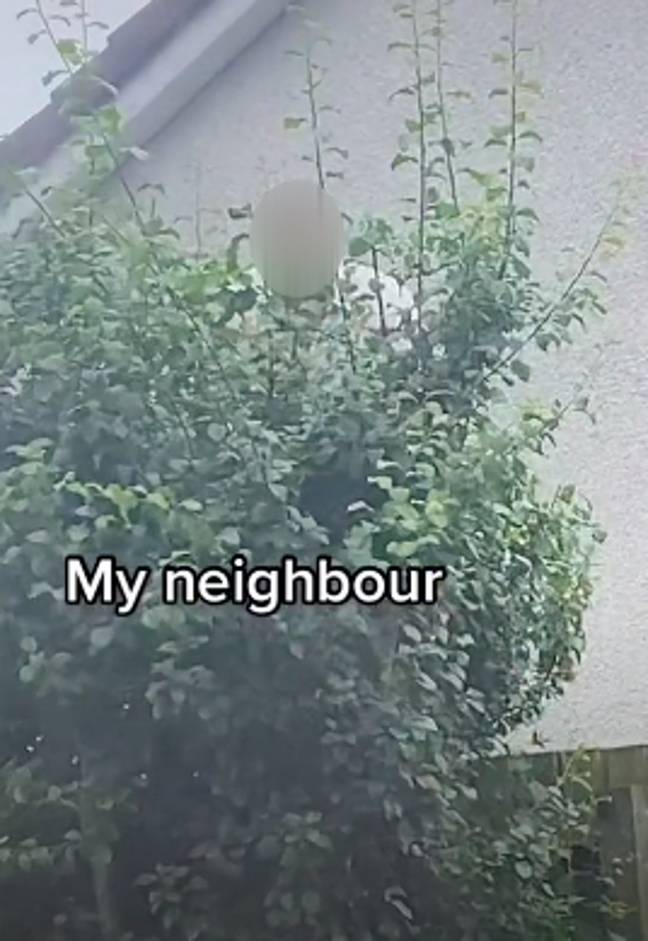 The neighbour is seen staring over some shrubs (Credit: TikTok/ Lucy.248)