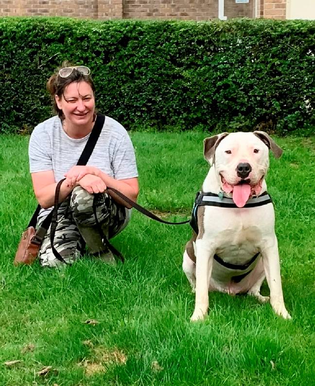 Joanna Harris was fostering American Bulldog, Kiwi, when the dog attacked her. Credit: SWNS