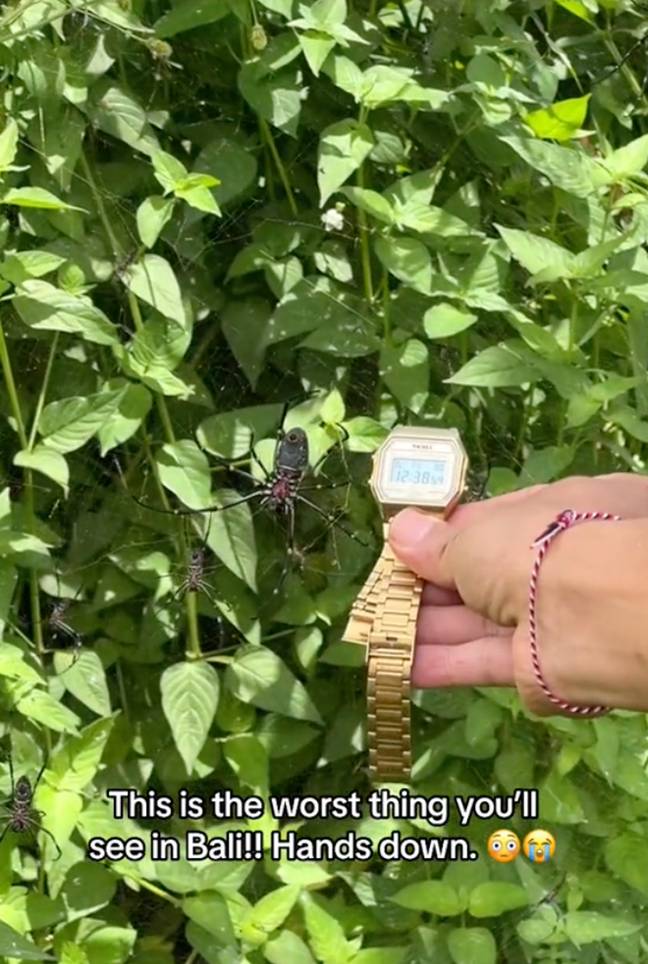 A watch for scale. Credit: TikTok/LADbible
