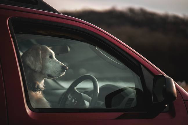 Leaving a dog in a hot car even with the windows open can be fatal (Credit: Unsplash)