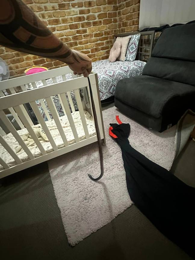 The snake was found under the baby's cot. Credit: Facebook/Tilligerry Reptile Relocation Services