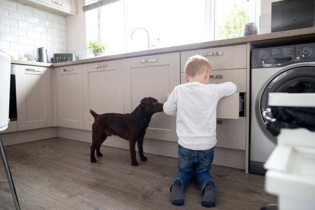 Millie's big brother had left the kitchen cupboard open, leaving her access to the washing pods. Credit: Getty/Sol Stock