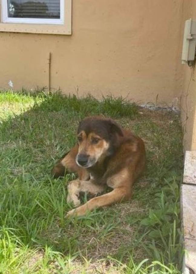 Salvatore waited for weeks outside his owners' home. Credit: Everglades Angels Dog Rescue